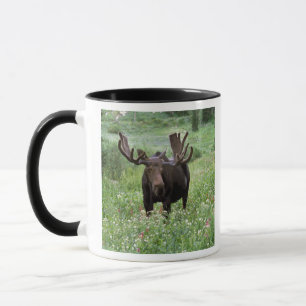 Tjur älg (Alces alces) i vildblommor, Mugg