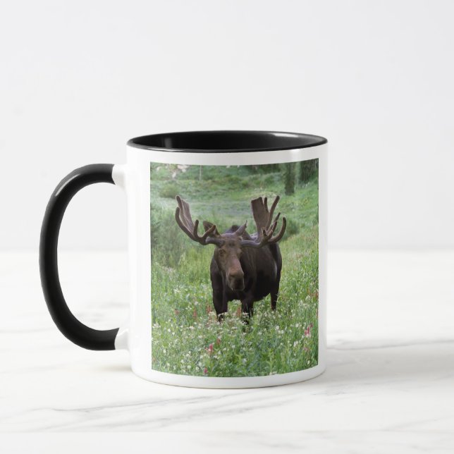 Tjur älg (Alces alces) i vildblommor, Mugg (Vänster)