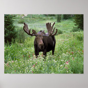 Tjur älg (Alces alces) i vildblommor, Poster