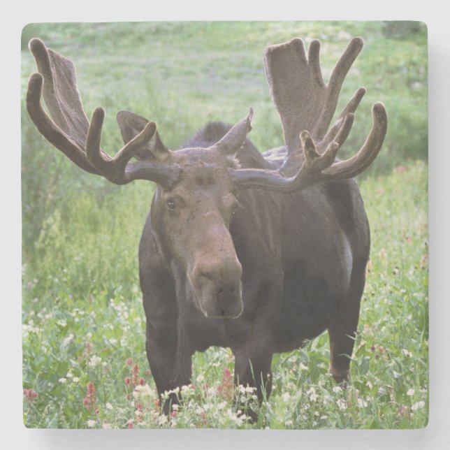 Tjur älg (Alces alces) i vildblommor, Stenunderlägg (Framsidan)