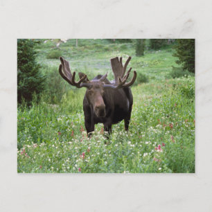 Tjur älg (Alces alces) i vildblommor, Vykort