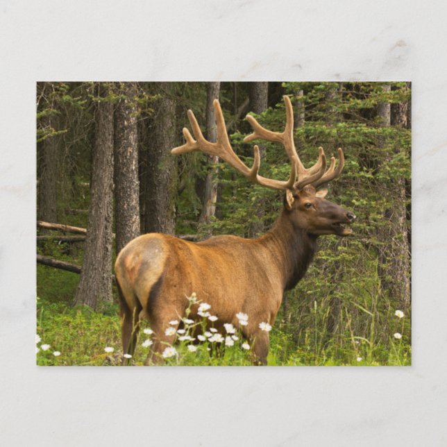 Tjur älg i sammet, Kanada Vykort (Framsida)