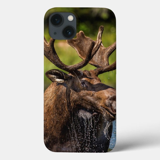 Tjur älg som äter i Glacier National Park (Baksida)