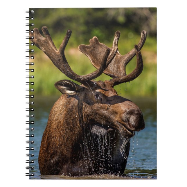 Tjur älg som äter i Glacier National Park Anteckningsbok (Framsidan)