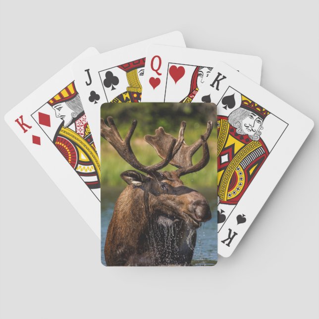Tjur älg som äter i Glacier National Park Kortlek (Baksidan)
