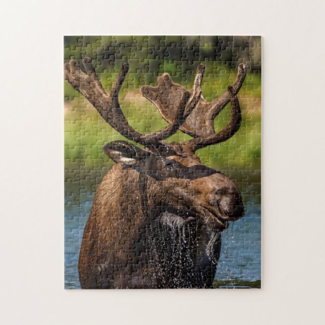 Tjur älg som äter i Glacier National Park Pussel (Vertikal)