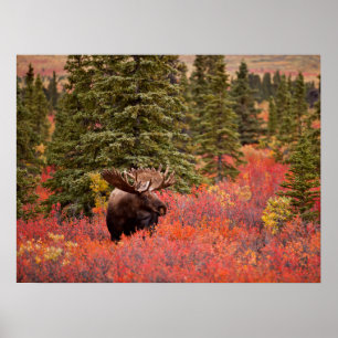 Tjur Älg Stående I Röd Dvärgbjörk Poster