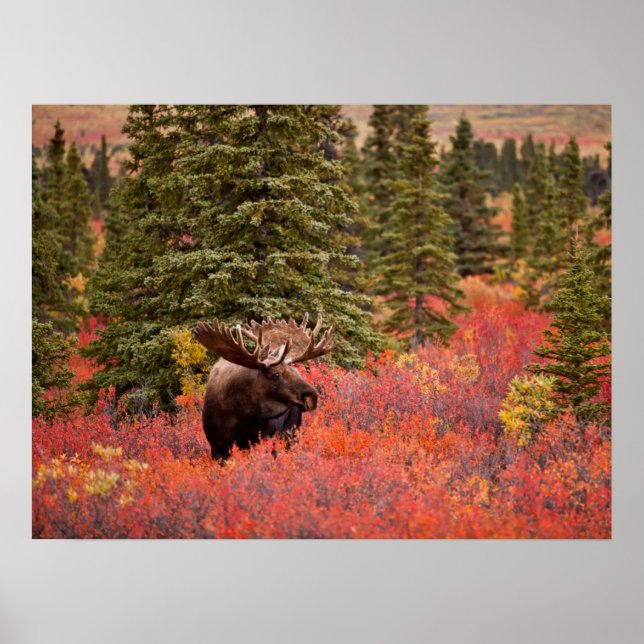 Tjur Älg Stående I Röd Dvärgbjörk Poster (Framsidan)
