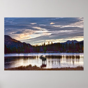 Tjur Älg vid Sprague Lake, Colorado Poster