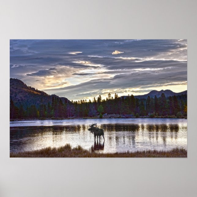 Tjur Älg vid Sprague Lake, Colorado Poster (Framsidan)