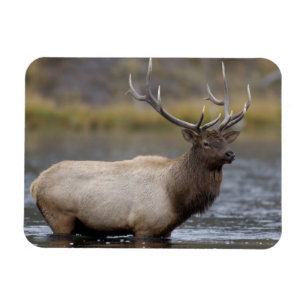 Tjur Alktjuring Yellowstone Nationalpark Magnet