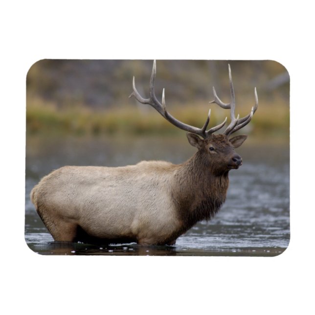 Tjur Alktjuring | Yellowstone Nationalpark Magnet (Horisontell)