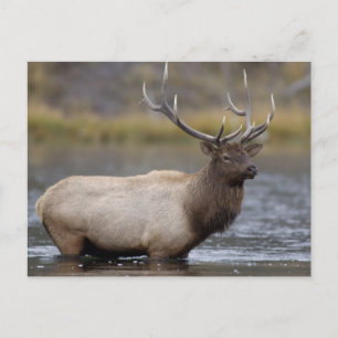 Tjur Alktjuring Yellowstone Nationalpark Vykort