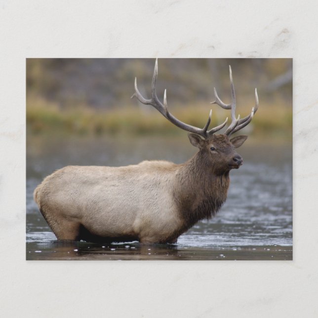 Tjur Alktjuring | Yellowstone Nationalpark Vykort (Framsida)