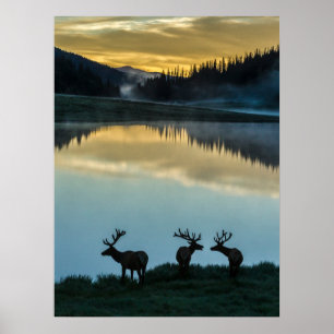 Tjur-almar silhuetterade Poudre Lake soluppgång Poster