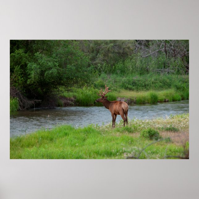 Tjur Aln i National Bison Range, Montana 1 Poster (Framsidan)