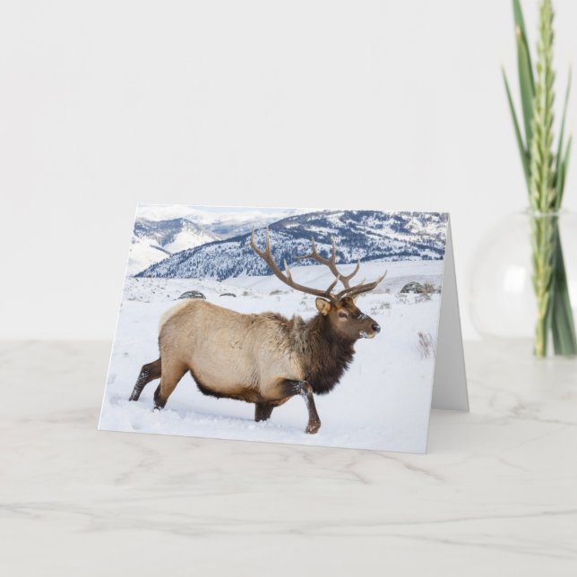 Tjur Aln | Wyoming Kort (Framsida)