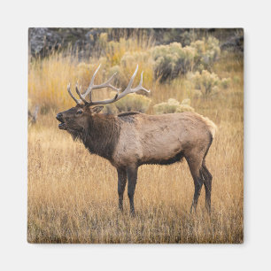 Tjur Aln Yellowstone National Park Magnet