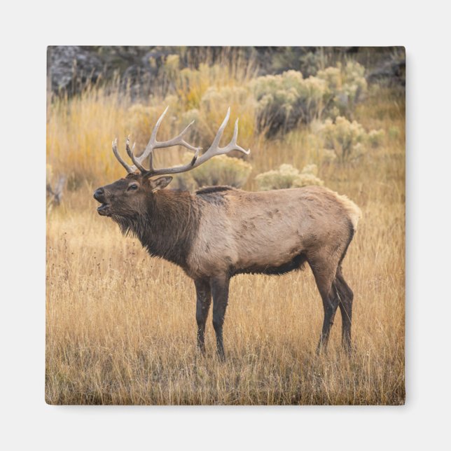 Tjur Aln | Yellowstone National Park Magnet (Framsidan)