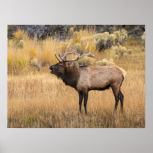 Tjur Aln   Yellowstone National Park Poster