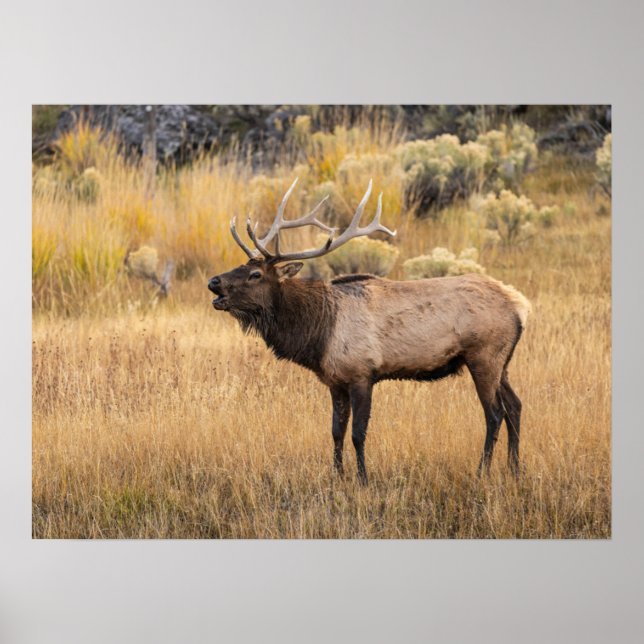 Tjur Aln | Yellowstone National Park Poster (Framsidan)