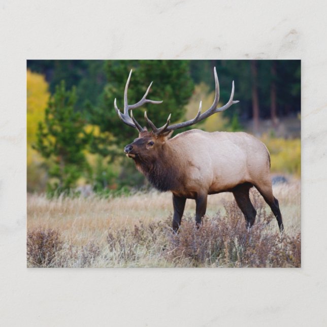 Tjur & Aspträd | Rocky Mountain National Park Vykort (Framsida)