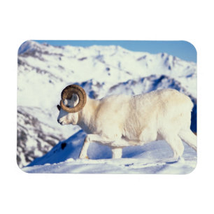 tjur av tjockhornsfår, Ovis dalli, fullt horn Magnet