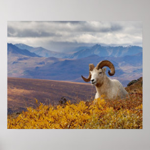 tjur av tjockhornsfår, Ovis dalli Poster