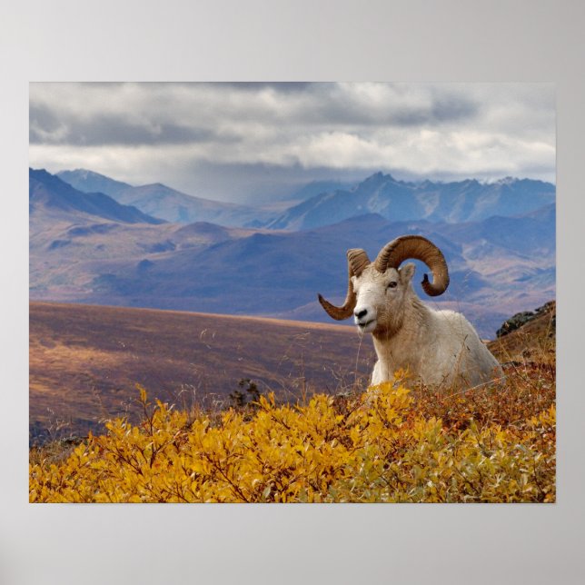 tjur av tjockhornsfår, Ovis dalli Poster (Framsidan)
