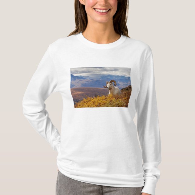tjur av tjockhornsfår, Ovis dalli T-shirt (Framsida)