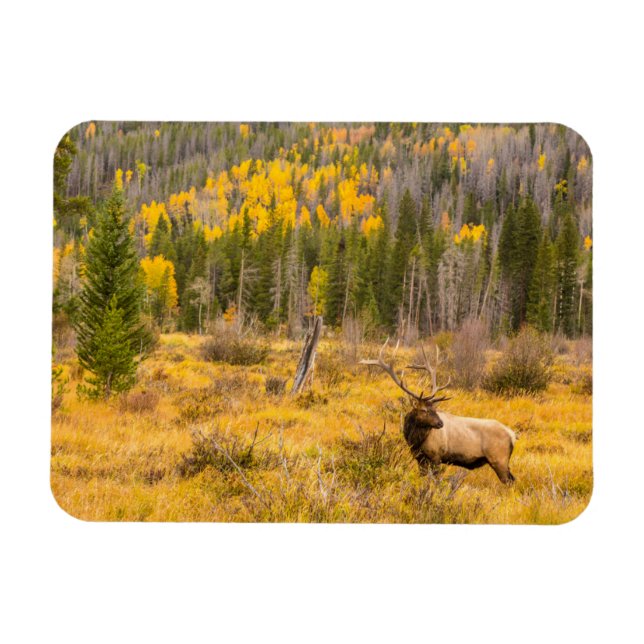 Tjur Kronhjort | Rocky Mountain National Park Colo Magnet (Horisontell)