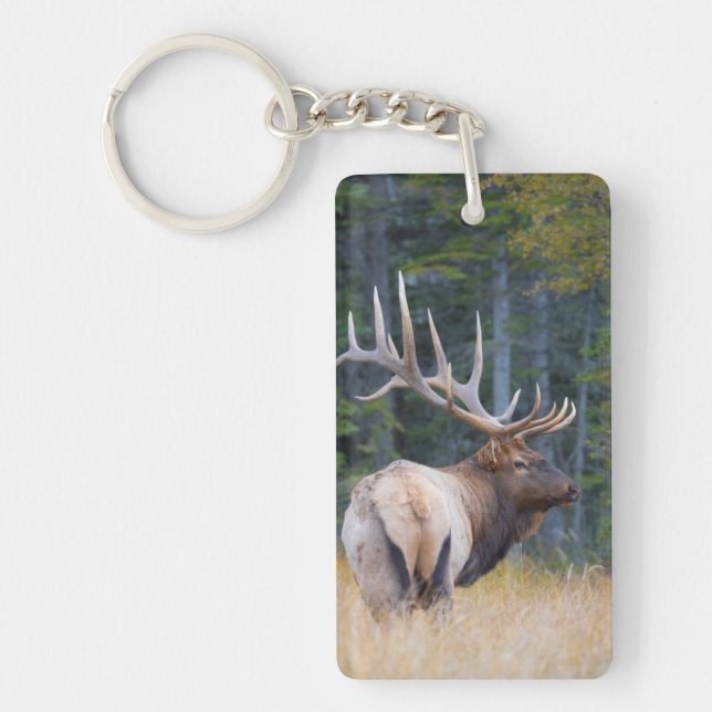 Tjur Rocky Mountain Elk (Framsidan)
