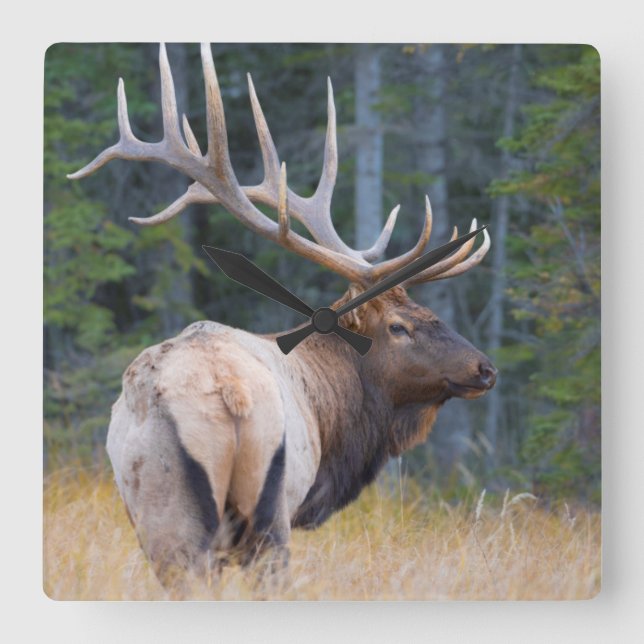 Tjur Rocky Mountain Elk Fyrkantig Klocka (Framsida)
