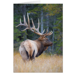Tjur Rocky Mountain Elk Hälsningskort