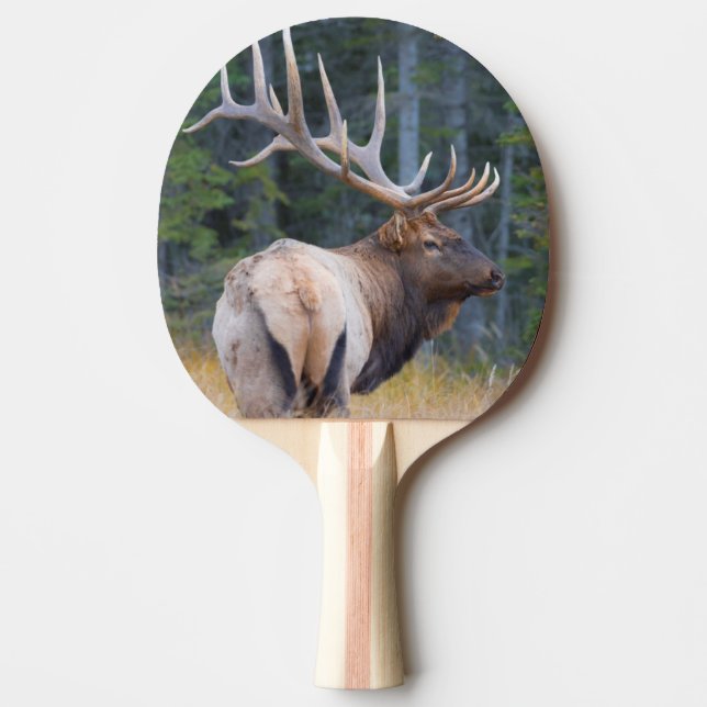 Tjur Rocky Mountain Elk Pingisracket (Framsidan)