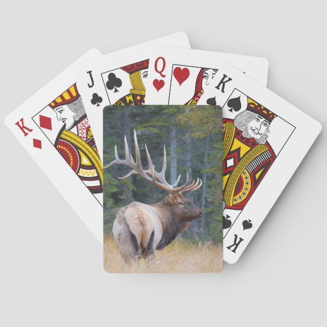 Tjur Rocky Mountain Elk Spelkort (Baksidan)