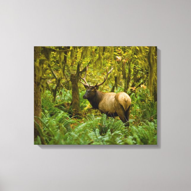 Tjur Roosevelt Elk Canvastryck (Framsida)