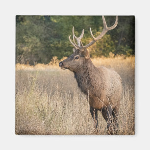 Tjur Roosevelt Elk i gräs Washington State Magnet
