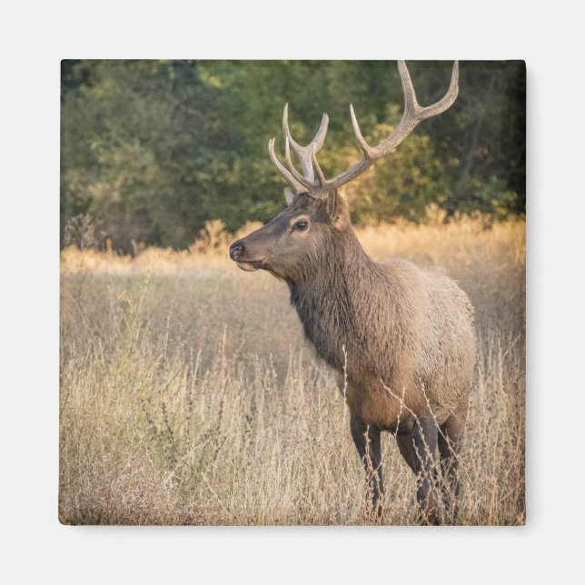 Tjur Roosevelt Elk i gräs | Washington State Magnet (Framsidan)