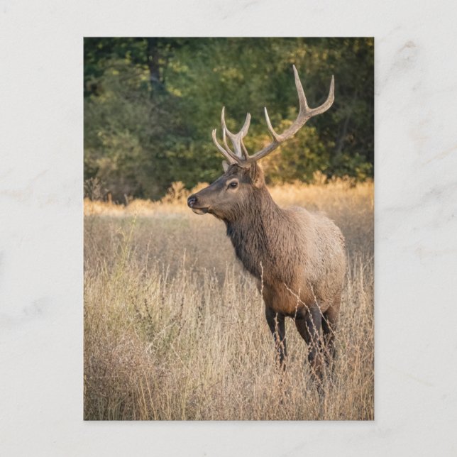 Tjur Roosevelt Elk i gräs | Washington State Vykort (Framsida)