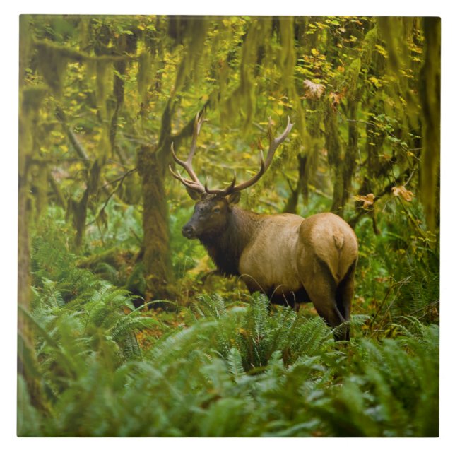 Tjur Roosevelt Elk Kakelplatta (Framsidan)