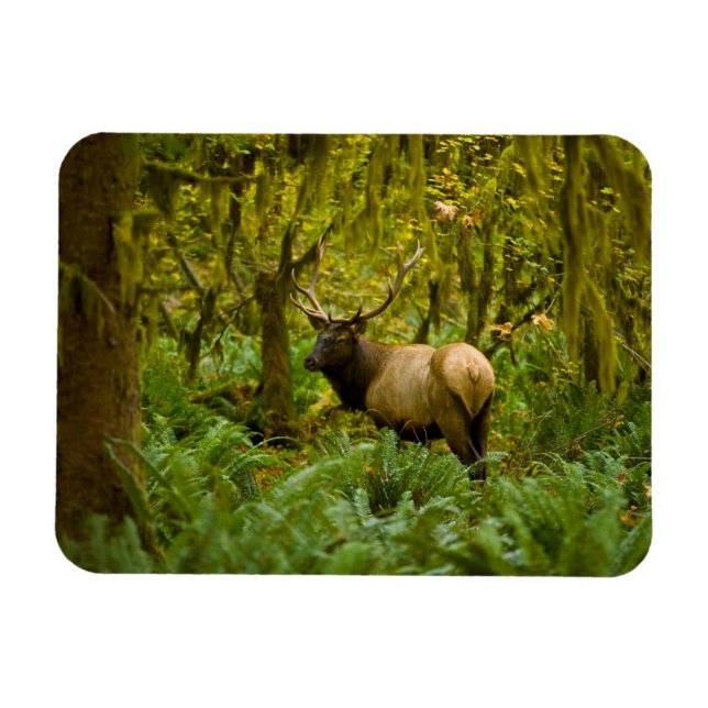 Tjur Roosevelt Elk Magnet (Horisontell)