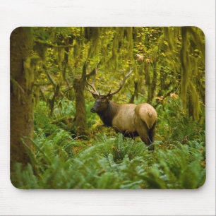 Tjur Roosevelt Elk Musmatta