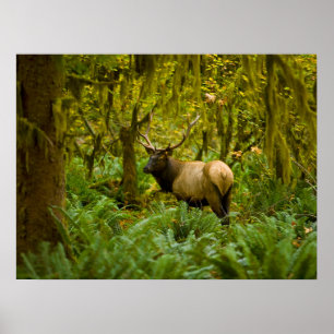 Tjur Roosevelt Elk Poster