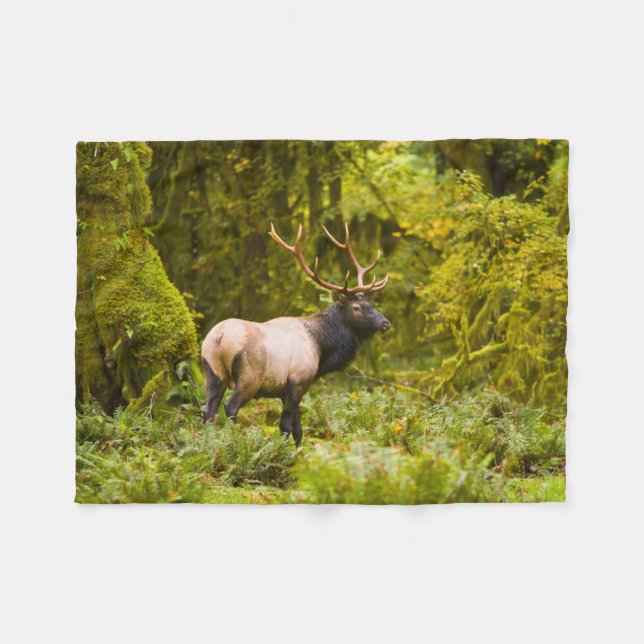 Tjur Roosevelt Elk Står I Äng Fleecefilt (Framsidan (Horisontell))