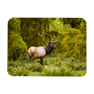 Tjur Roosevelt Elk Står I Äng Magnet