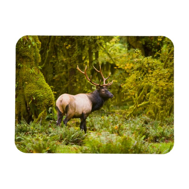 Tjur Roosevelt Elk Står I Äng Magnet (Horisontell)