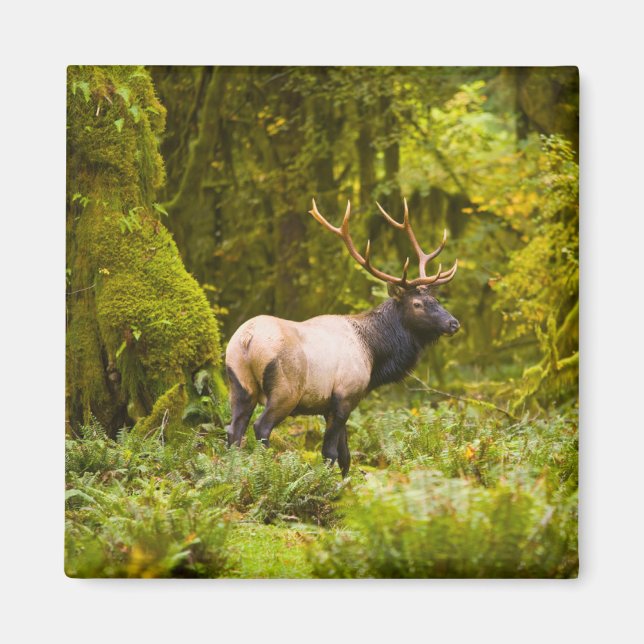Tjur Roosevelt Elk Står I Äng Magnet (Framsidan)