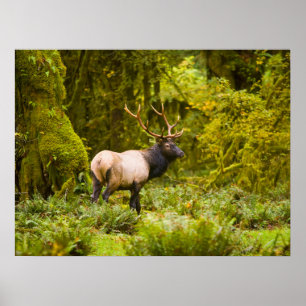 Tjur Roosevelt Elk står i äng Poster