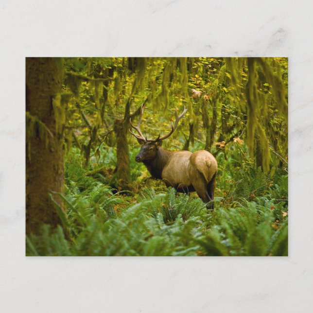 Tjur Roosevelt Elk Vykort (Framsida)